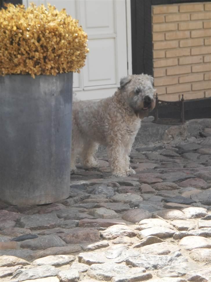 Irish softcoated wheaten terrier Bess [R.I.P.] billede 19