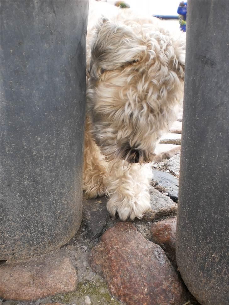 Irish softcoated wheaten terrier Bess [R.I.P.] billede 20
