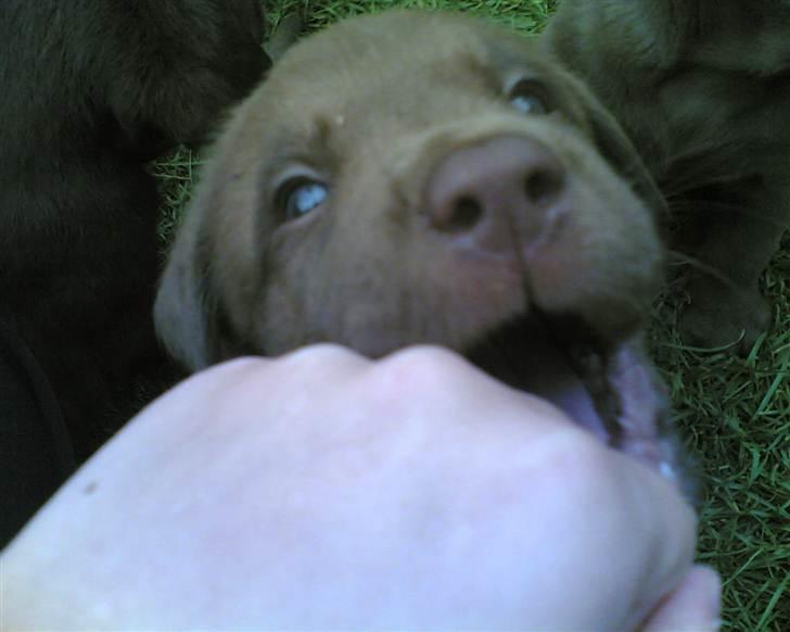 Labrador retriever Lablunas AttraktiveAlbert billede 1