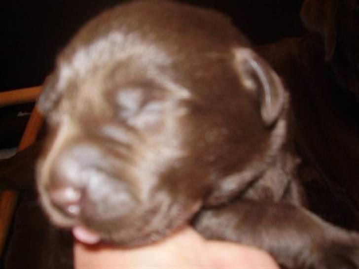 Labrador retriever Lablunas AttraktiveAlbert billede 2