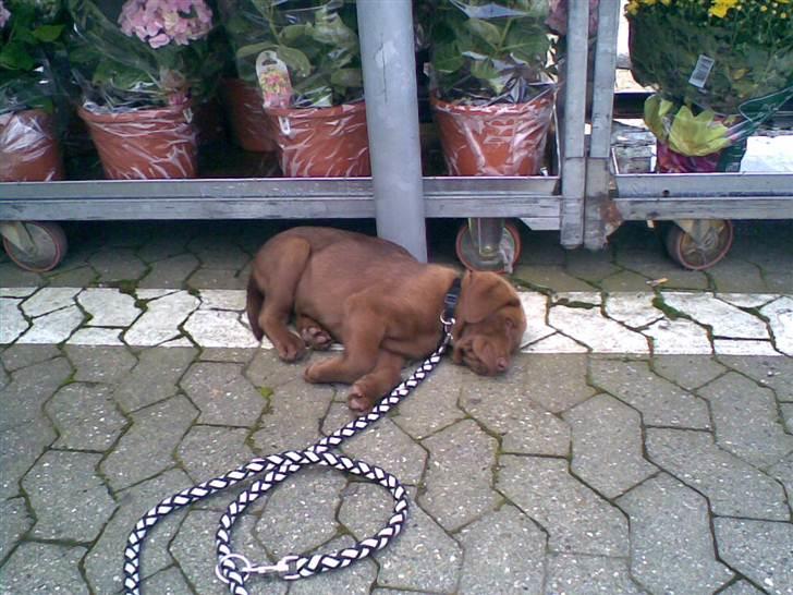 Labrador retriever Lablunas AttraktiveAlbert billede 3