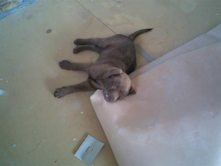 Labrador retriever Lablunas AttraktiveAlbert billede 4