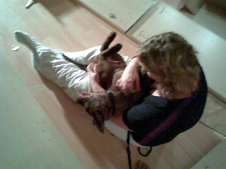 Labrador retriever Lablunas AttraktiveAlbert billede 5