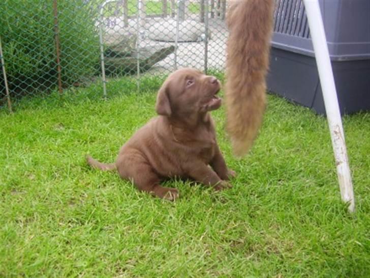 Labrador retriever Lablunas AttraktiveAlbert billede 6