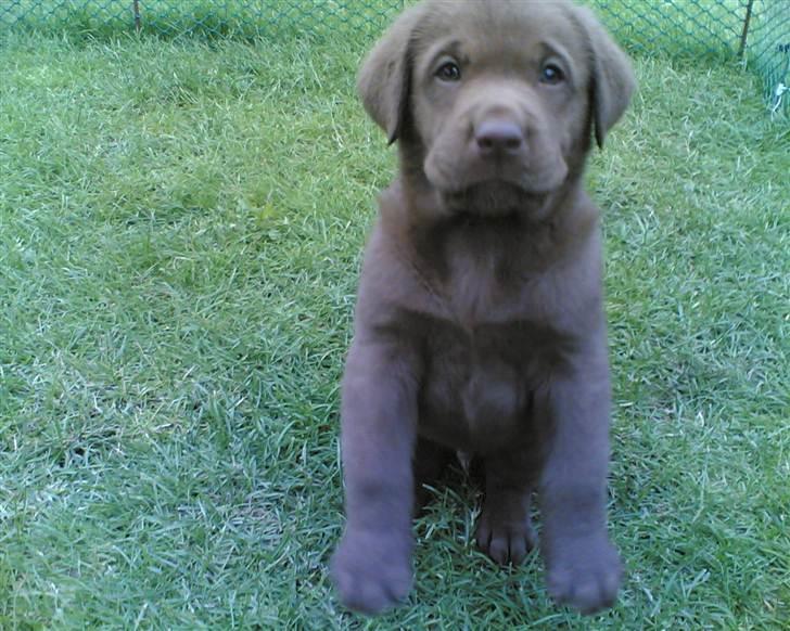 Labrador retriever Lablunas AttraktiveAlbert billede 7