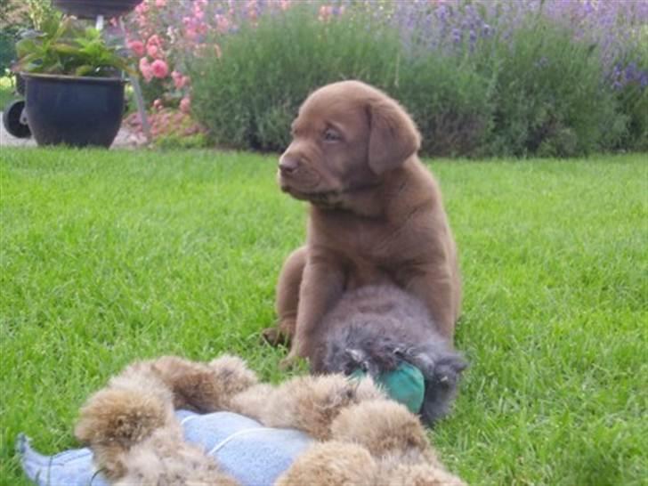 Labrador retriever Lablunas AttraktiveAlbert billede 8