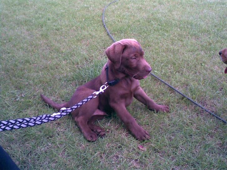 Labrador retriever Lablunas AttraktiveAlbert billede 9