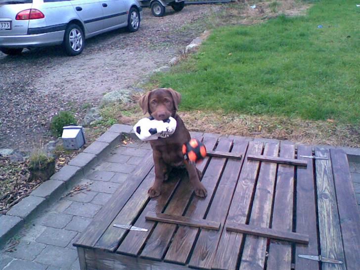 Labrador retriever Lablunas AttraktiveAlbert billede 10