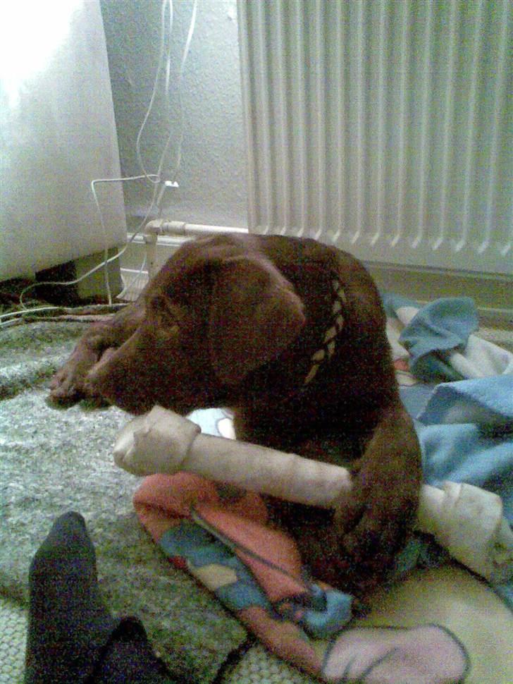 Labrador retriever Lablunas AttraktiveAlbert billede 11