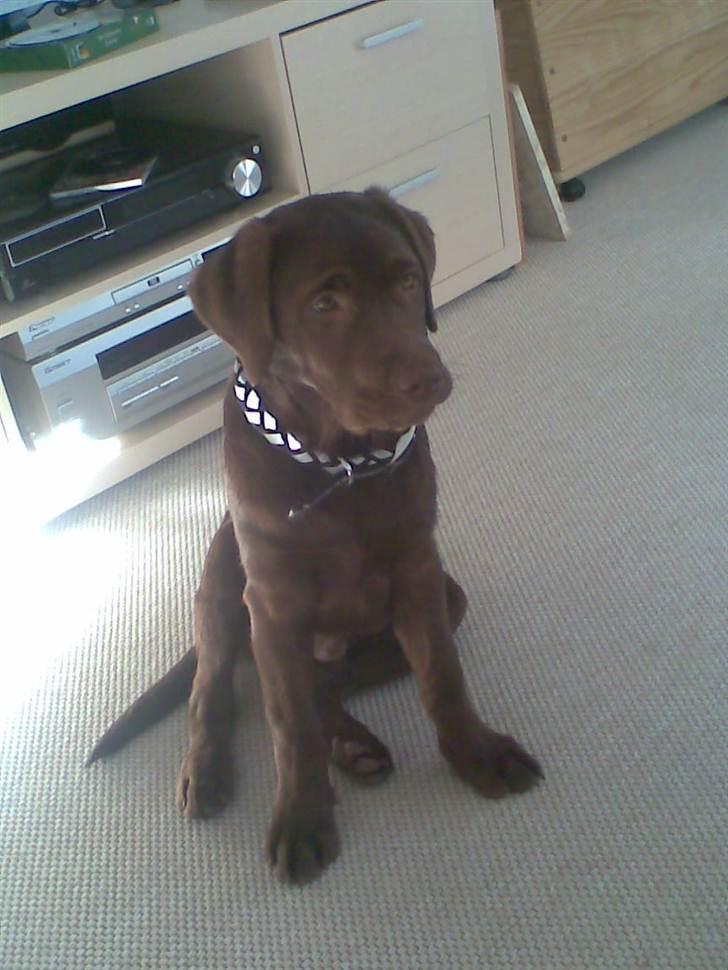 Labrador retriever Lablunas AttraktiveAlbert billede 12