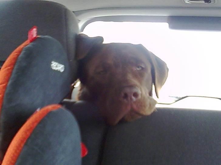 Labrador retriever Lablunas AttraktiveAlbert billede 13