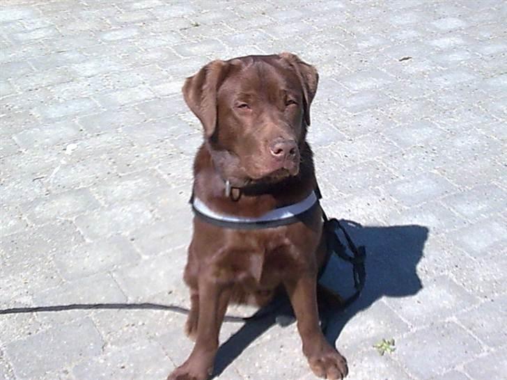 Labrador retriever Lablunas AttraktiveAlbert billede 14