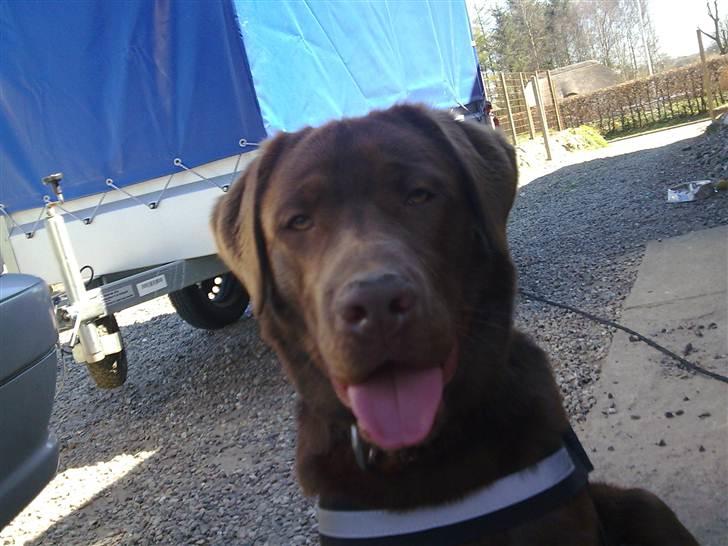 Labrador retriever Lablunas AttraktiveAlbert billede 15