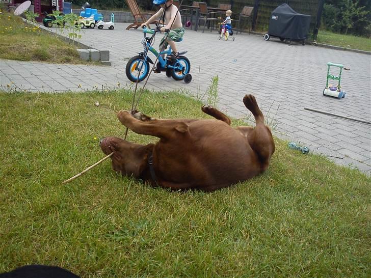 Labrador retriever Lablunas AttraktiveAlbert billede 16