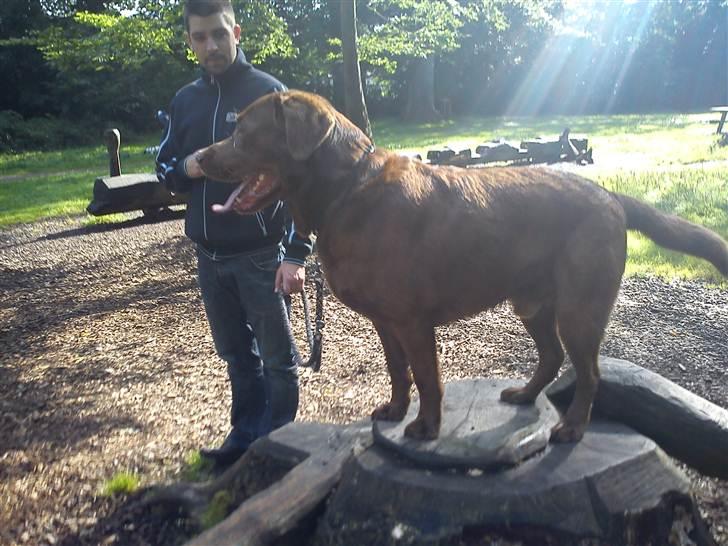 Labrador retriever Lablunas AttraktiveAlbert billede 17