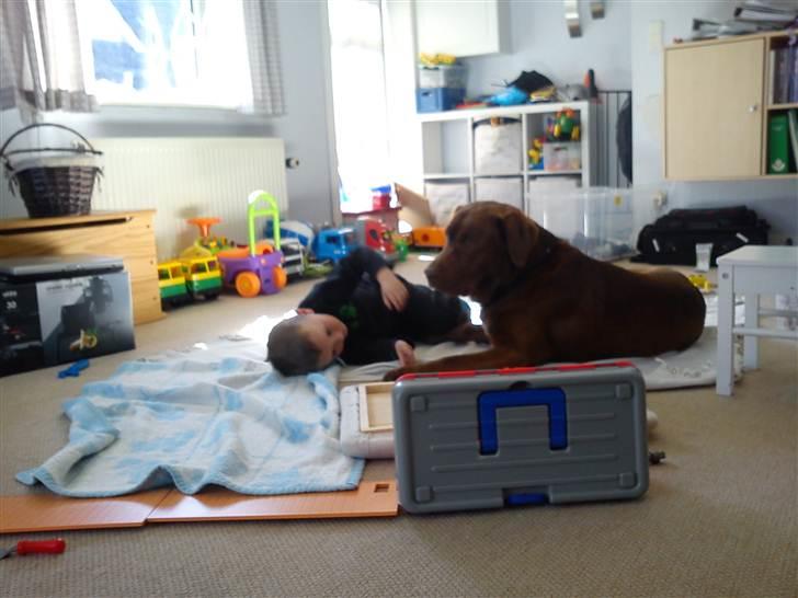 Labrador retriever Lablunas AttraktiveAlbert billede 18