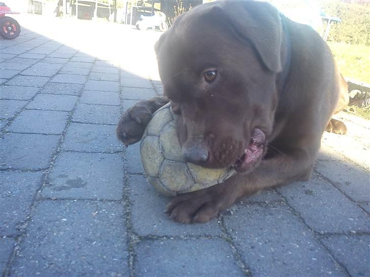 Labrador retriever Lablunas AttraktiveAlbert billede 19