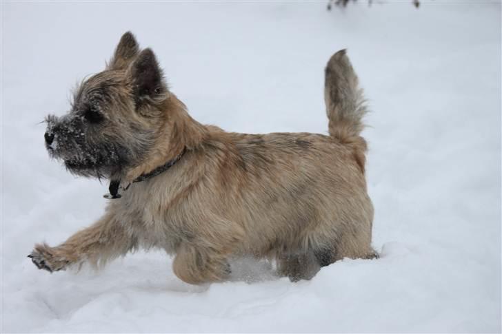 Cairn terrier Ludvig Holberg(Barcardi) billede 10