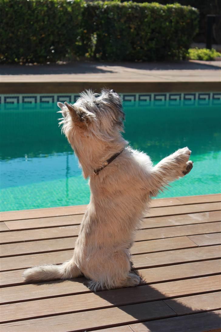 Cairn terrier Ludvig Holberg(Barcardi) billede 11