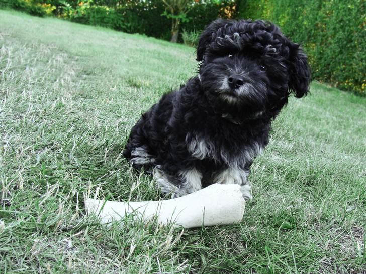 Bichon havanais Dexter billede 7