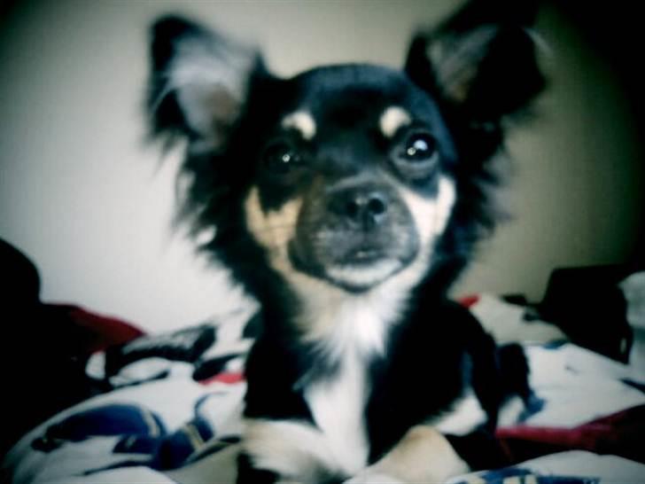 Chihuahua Nahla billede 1