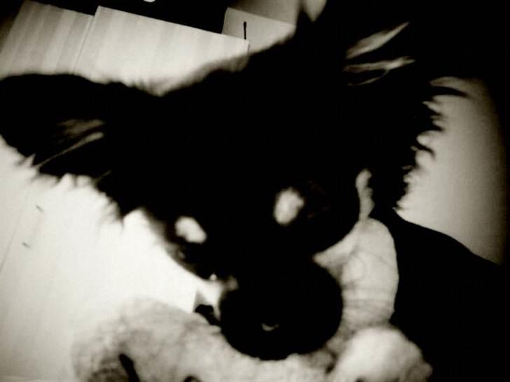 Chihuahua Nahla billede 2