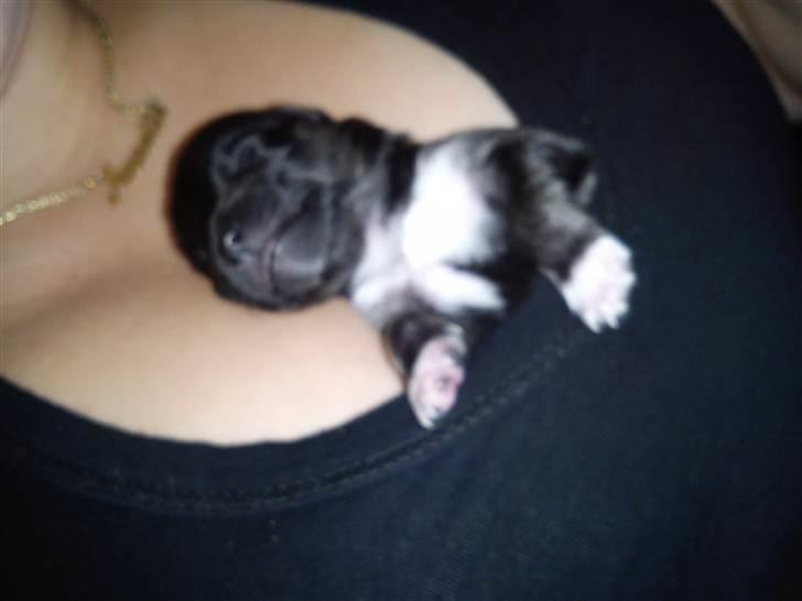 Chihuahua Nahla - Dan hun var helt lille bitte, knap en uge gammel :) havde moderen til at bo hos mig også, bare lige så der ikke opstår nogen tvivl :)  billede 3