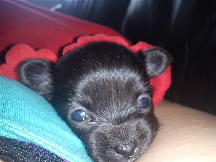 Chihuahua Nahla - Da hun lige var begyndt at øjne :)  billede 4