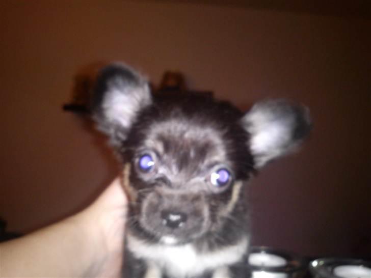 Chihuahua Nahla billede 5