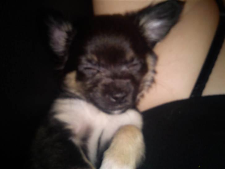 Chihuahua Nahla - hun har altid været mors lille hyggetrold! :D  billede 6