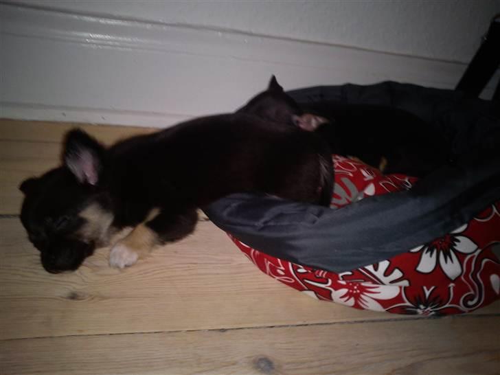 Chihuahua Nahla - jeg købte en fin ny hundekurv til hende, men det var kun måsen der var fin nok til at ligge i den åbenbart :p  billede 7