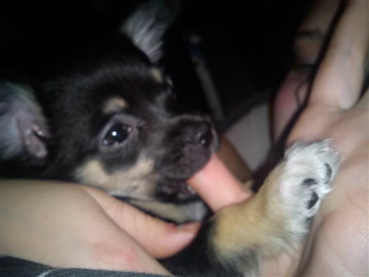 Chihuahua Nahla - hun har en ting med at sutte på tommeltot :p billede 8