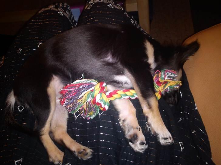 Chihuahua Nahla - gået kold efter sin første juleaften. - det er hendes julegave hun ligger med :)  billede 9