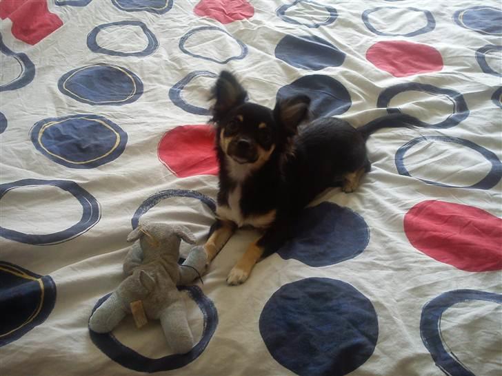 Chihuahua Nahla - og selvfølgelig skal der også et billede ind af hende og hendes yndlings bamse! :)  billede 10
