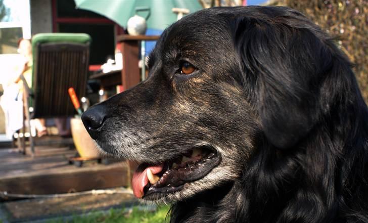 Blanding af racer Balto - Balto - April 2011 billede 27