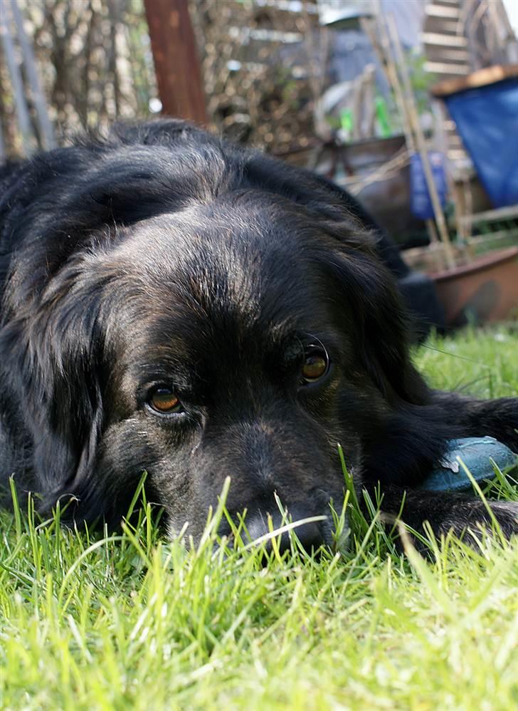 Blanding af racer Balto - Balto - April 2011 billede 28