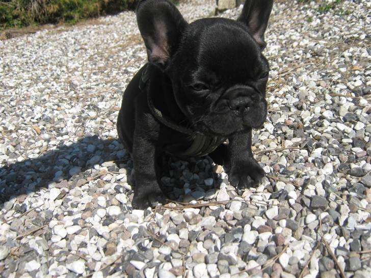 Fransk bulldog Lucky Seven's Chang billede 5