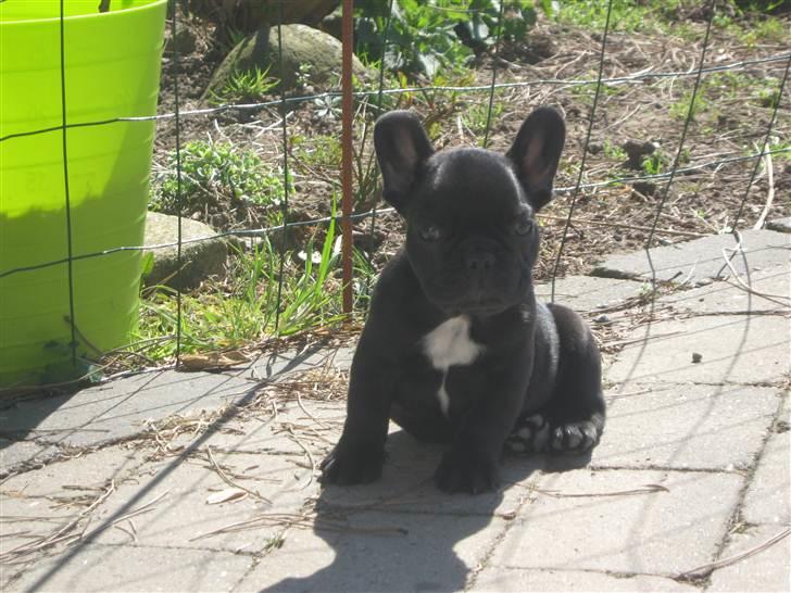 Fransk bulldog Lucky Seven's Chang billede 12