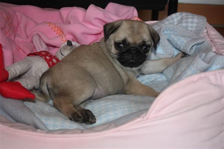 Mops Alma (Mine forældres) - Alma putter i kurven billede 11