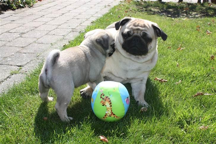 Mops Alma (Mine forældres) - Agnes & Alma leger billede 12