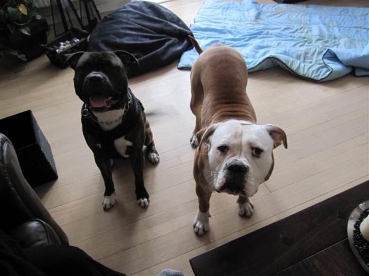 Amerikansk staffordshire terrier kenzo <3 billede 17