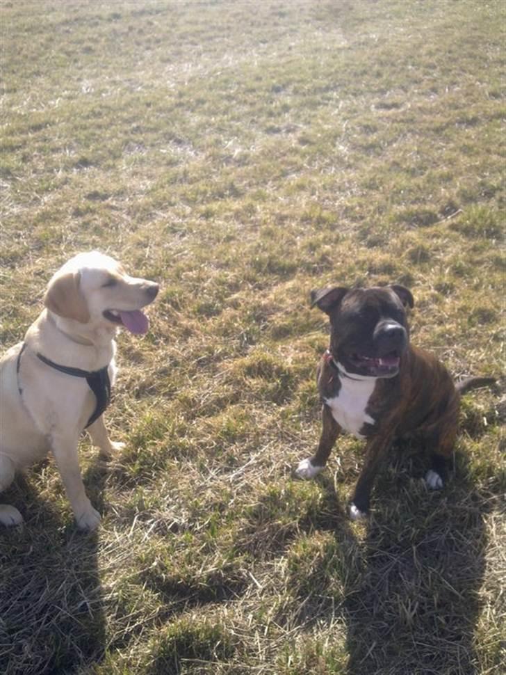 Amerikansk staffordshire terrier kenzo <3 billede 18