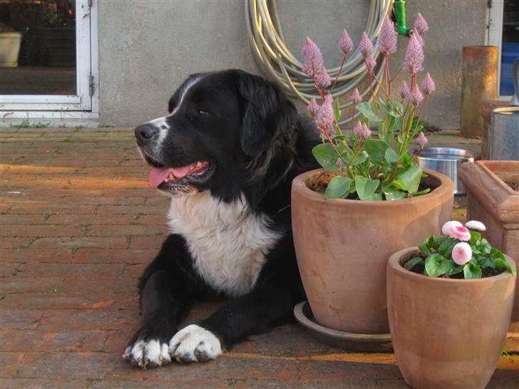 Blanding af racer Prins Nox billede 1