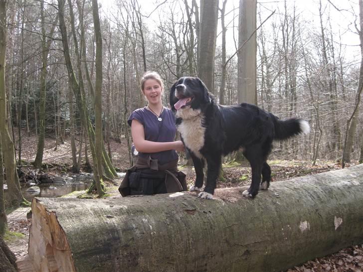 Blanding af racer Prins Nox billede 2