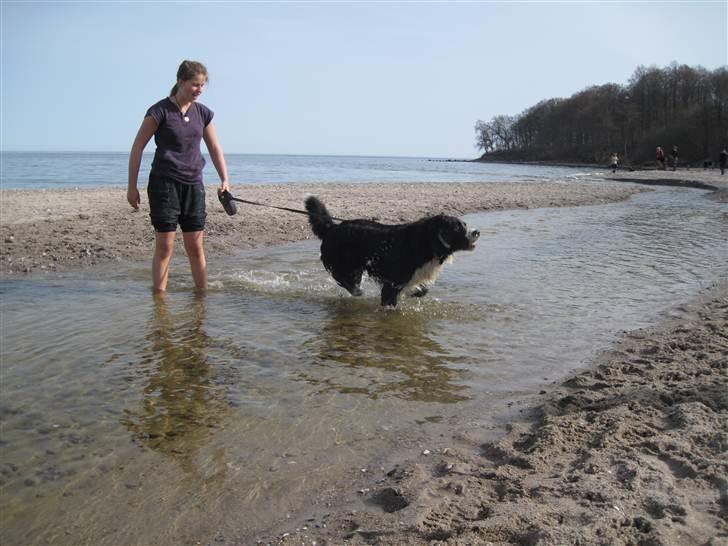 Blanding af racer Prins Nox billede 3