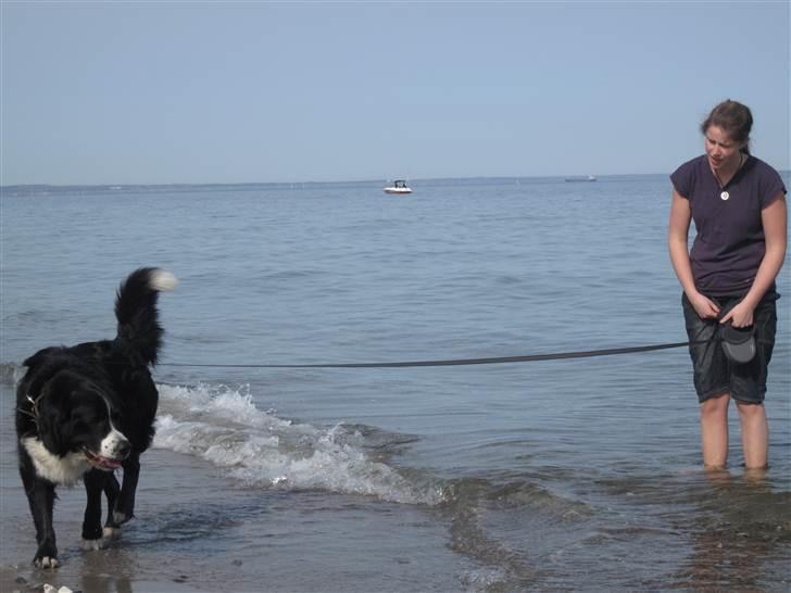 Blanding af racer Prins Nox billede 4