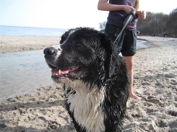 Blanding af racer Prins Nox billede 5