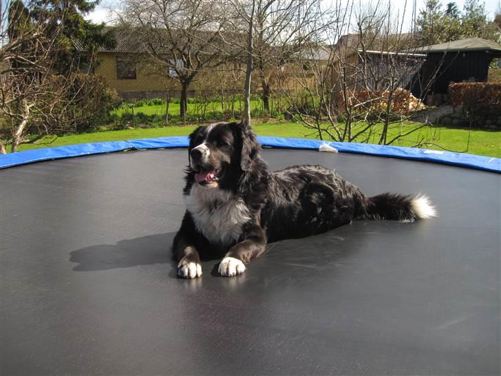 Blanding af racer Prins Nox billede 6