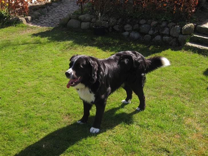 Blanding af racer Prins Nox billede 7