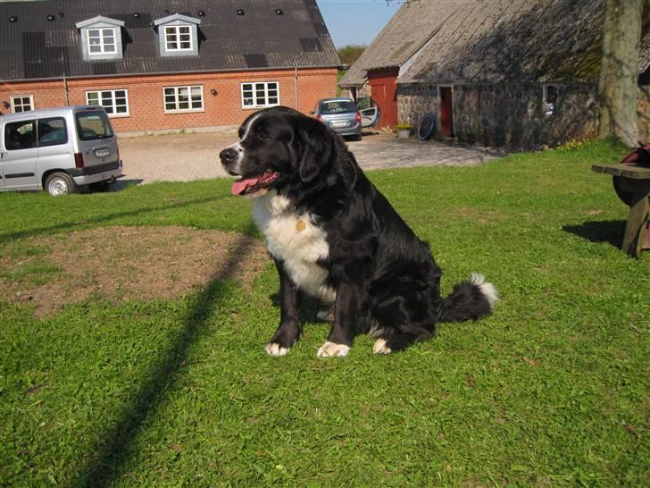 Blanding af racer Prins Nox billede 9